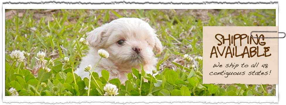 Bayou Country Kennels - Toy Poodles
