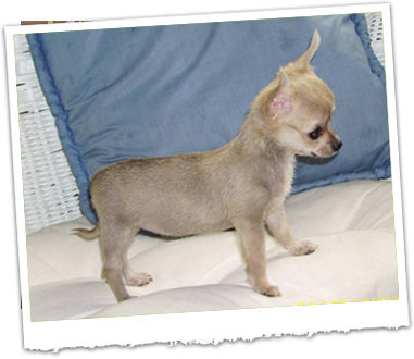 Bayou Country Kennels - Toy Poodles